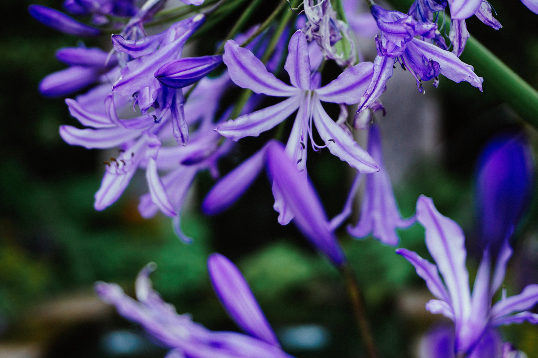 Purple Calming Effects