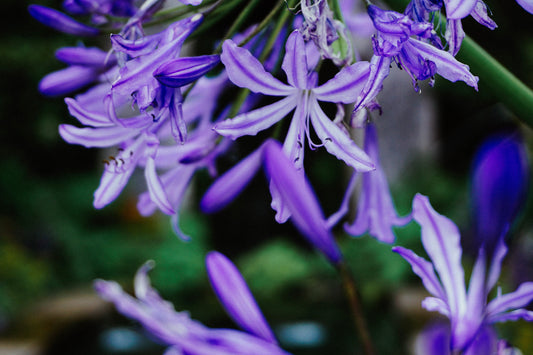 Purple Calming Effects